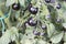 Black tomatoes plant