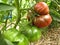 Black tomatoes ripen on the branch in organic garden. Close-up.