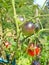 Black tomatoes ripen the garden