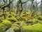 Black-a-Tor Copse oak woodland with green lichens and mosses, Dartmoor National Park, Devon, UK