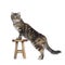 Black tortie tabby American Curl cat