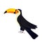 Black toucan bird with large yellow beak on white