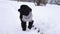 A black toy poodle dressed in a sweater walks along a snowy road in winter