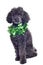 Black toy poodle isolated