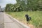 Black toy poodle lost in a deserted street