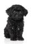 Black Toy poodle puppy