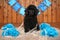 Black toy poodle puppy on wooden background with blue flags