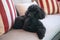 Black Toy Poodle resting on a sofa