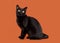 Black traditional bombay cat