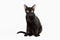 Black traditional bombay cat on white