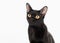 Black traditional bombay cat on white