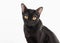 Black traditional bombay cat on white