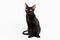 Black traditional bombay cat on white background