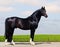 Black trakehner stallion