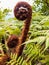 Black Tree Fern in New Zealand