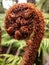 Black Tree Fern in New Zealand