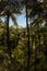 Black tree ferns growing in rainforest