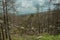 Black trees in a burnt forest over rocky landscape