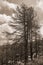 Black trees in a burnt forest over rocky landscape