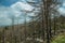 Black trees in a burnt forest over rocky landscape