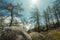 Black trees in a burnt forest over rocky landscape