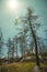 Black trees in a burnt forest over rocky landscape