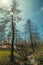 Black trees in a burnt forest over rocky landscape