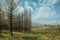 Black trees in a burnt forest on rocky landscape