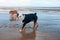 Black tri-color english british Bulldogs walking on seaside at sunset