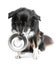 Black tricolor border collie with bowl on white background