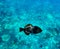 Black Triggerfish on coral reef background. Molokini, Maui, Hawaii.