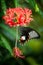 Black tropical butterfly on hibiscus flower