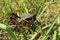 Black tropical grasshopper on the grass