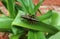 Black tropical grasshopper on green leaves in Florida wild