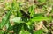 Black tropical grasshopper on green plant in Florida wild