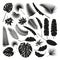 Black Tropical Leaves Collection, isolate vector. Set