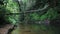 Black tropical river or stream with a lush green vegation and large fallen tree