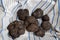 Black truffle, the jewel of Tricastin, Provence region