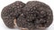 Black truffle mushroom Generated Image