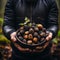 Black truffle mushroom, a rare delicacy with a nutty taste, an expensive food item.