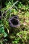 Black trumpet mushroom, Horn of Plenty, Caterellus cornucopioides, in lush moss in the forest