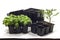 Black tubs for basil and tomato seedlings