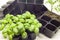 Black tubs for basil and tomato seedlings