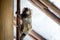 Black tuffeted marmoset, a common small monkey, climbing wooden pole inside house. Rio de Janeiro, Brazil..