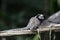 Black tufted-ear marmoset, Callithrix penicillata