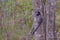 Black Tufted Marmoset, Callithrix Penicillata, sitting on a branch in the trees at Poco Encantado, Chapada Diamantina