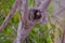 Black Tufted Marmoset, Callithrix Penicillata, sitting on a branch in the trees at Poco Encantado, Chapada Diamantina