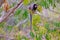 Black Tufted Marmoset, Callithrix Penicillata, sitting on a branch in the trees at Poco Encantado, Chapada Diamantina