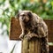 The black-tufted marmoset, Callithrix penicillata is a typical monkey from central Brazil