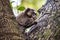 The black-tufted marmoset, Callithrix penicillata is a typical monkey from central Brazil